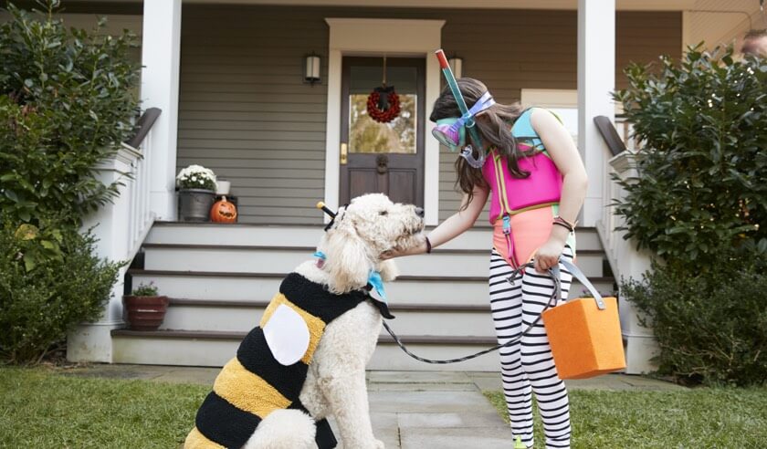 Halloween Safety Tips for Pets