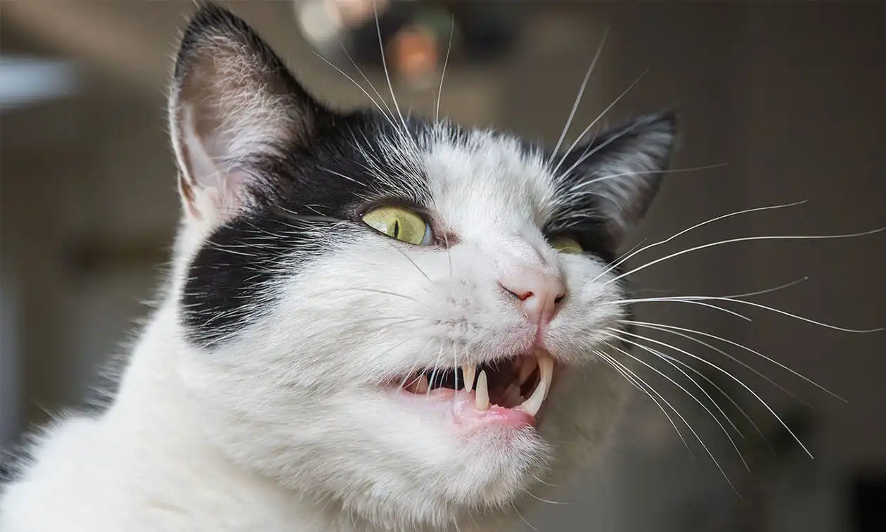 A black and white cat with its mouth open.