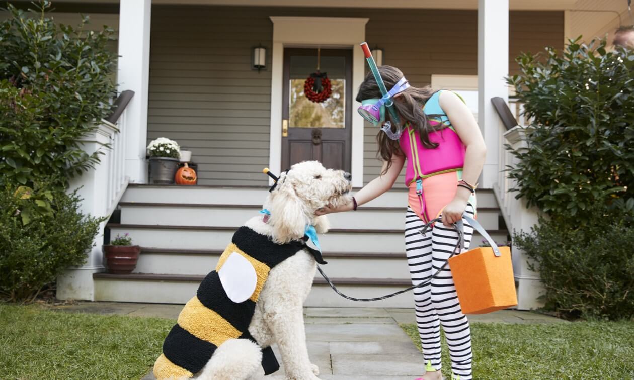 Dog in bee costume