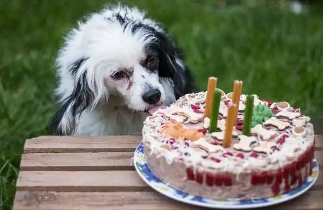Dog Eating Ice Cream