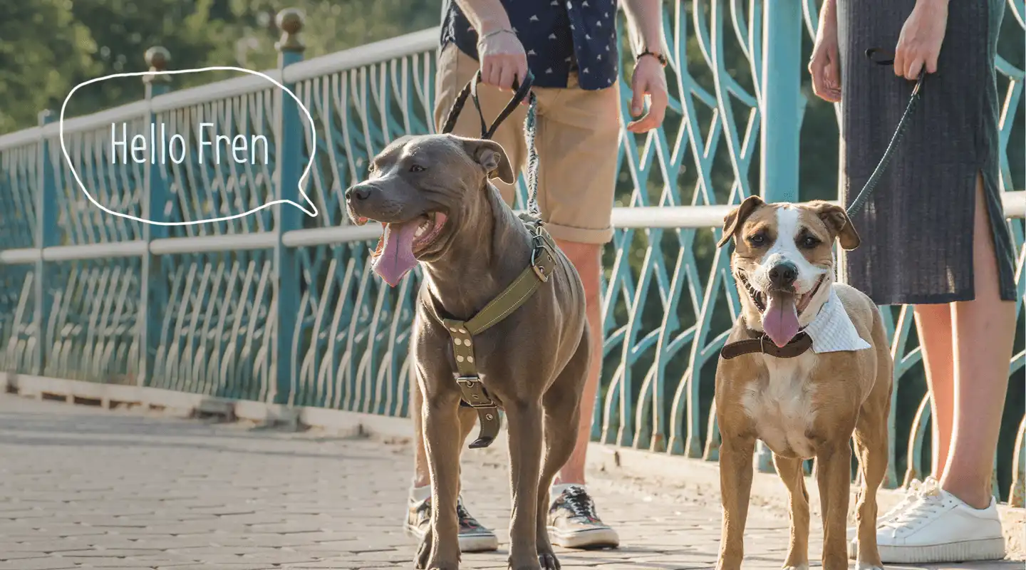 A couple of dogs standing next to each other on a sidewalk.