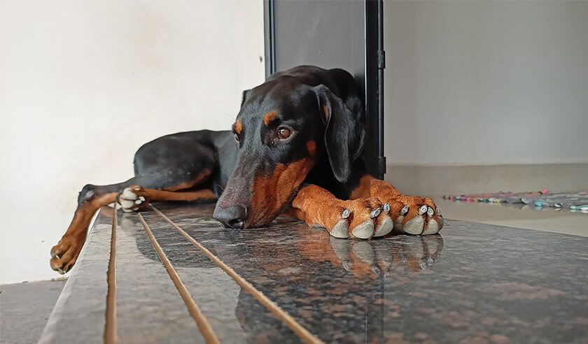 Short-Haired Dog Breeds for Low Maintenance Grooming
