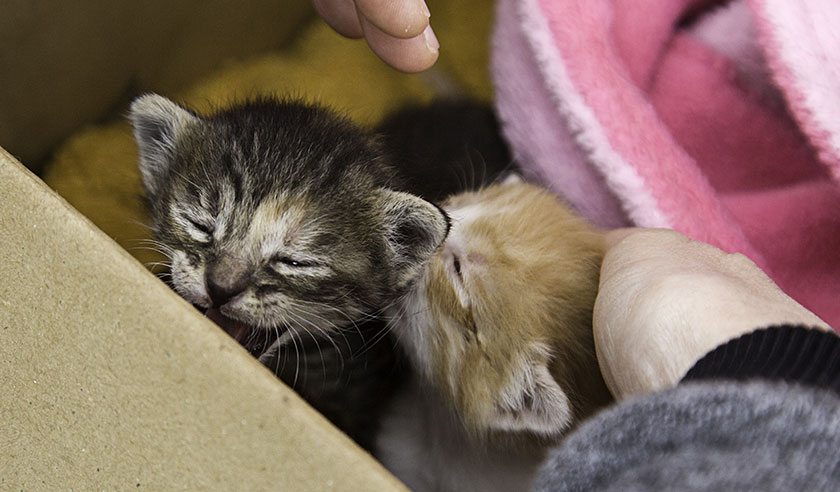 It’s Kitten Season: Diseases Often Found in Young Cats