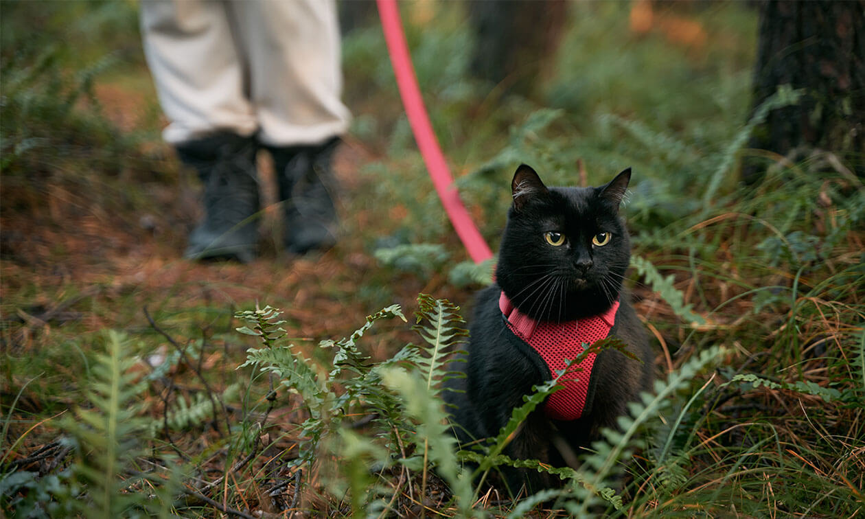 A black cat wearing a red harness and leash.