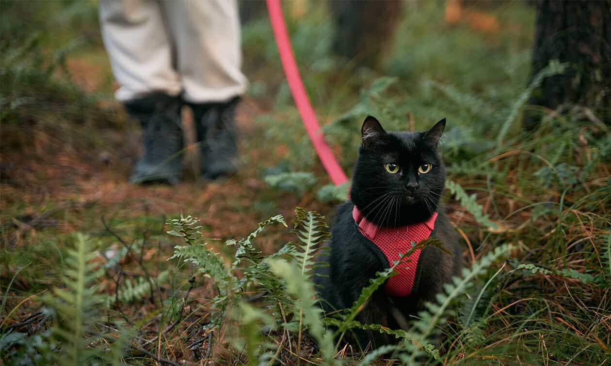 A black cat wearing a red harness and leash.
