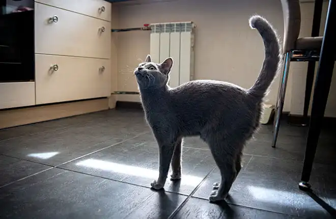 A cat standing on a kitchen floor looking up.
