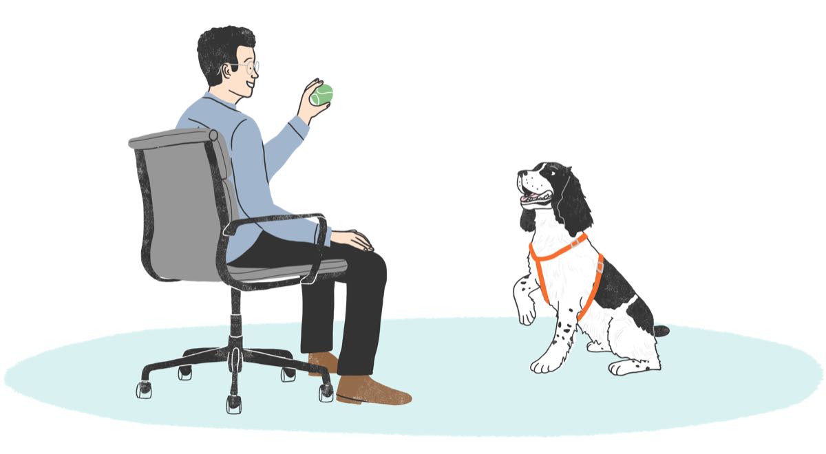 Man in office chair throwing ball to dog