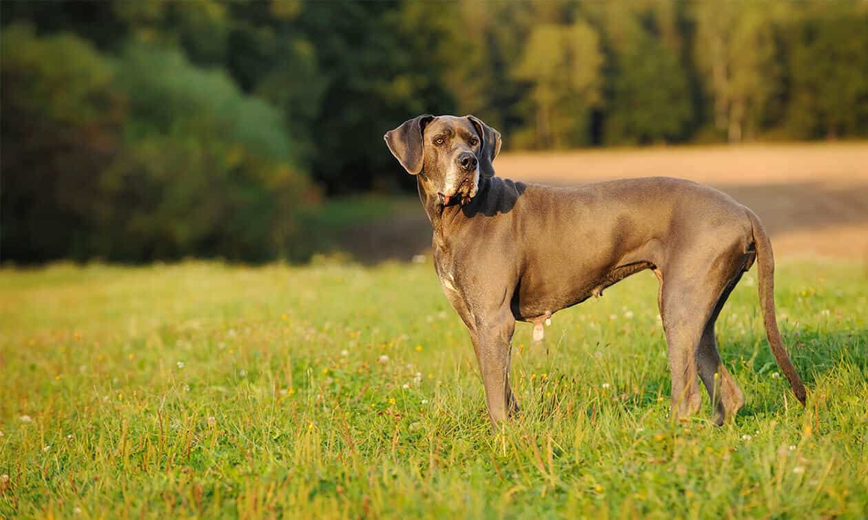 A large brown dog standing on top of a lush green field.