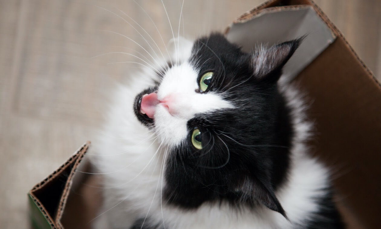 Why Cats Meow - Interpreting Cat Sounds - PetCareRx
