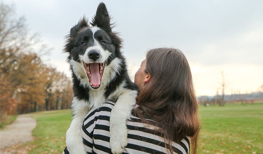 Most Intelligent Dog Breeds