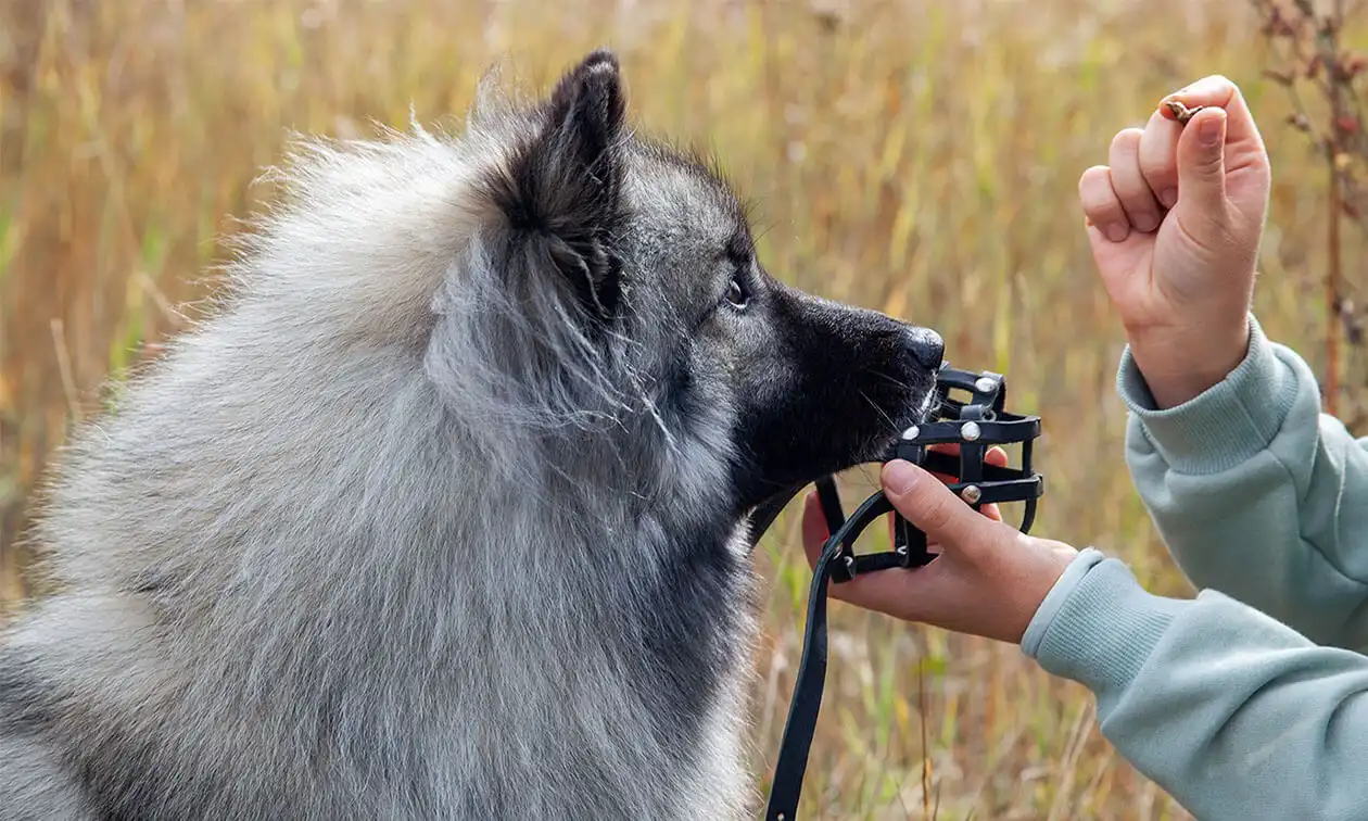 A person holding a dog's muzzle in their hand.