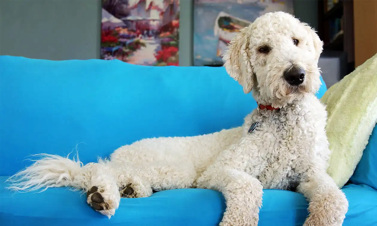 A white dog laying on top of a blue couch.
