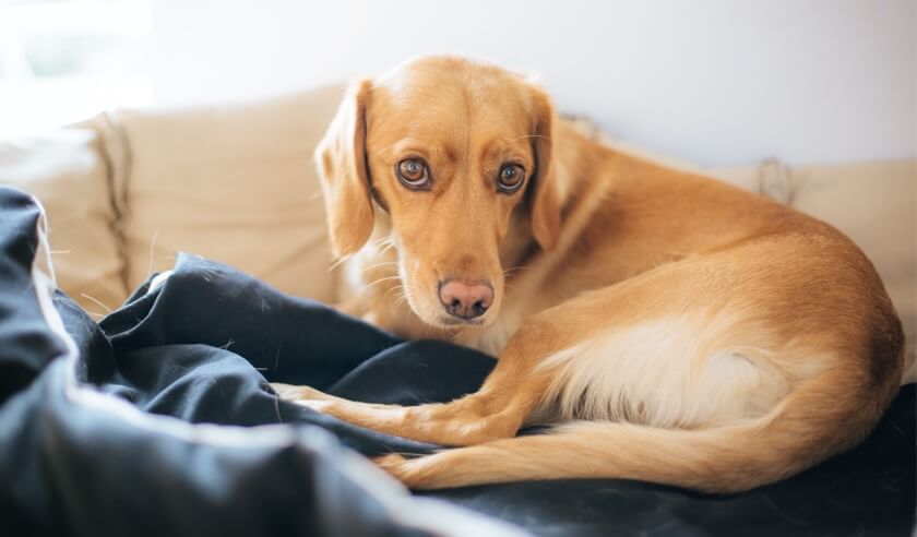 Recognizing the Signs of Hip Dysplasia in Dogs