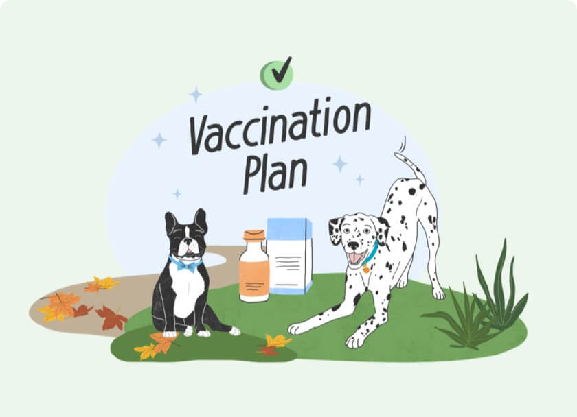 A dog and a dog sitting in the grass with the words vaccination plan.
