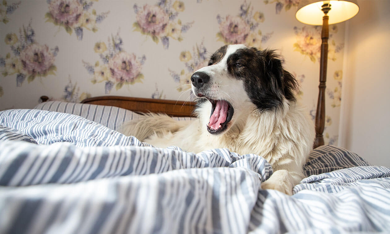 A dog yawns while laying on a bed.
