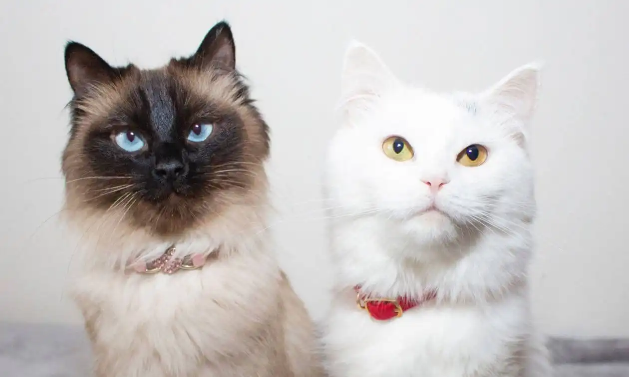 Two cats sitting next to each other on a bed.