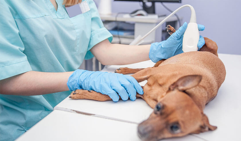 Dealing with Intestinal Blockage in Dogs