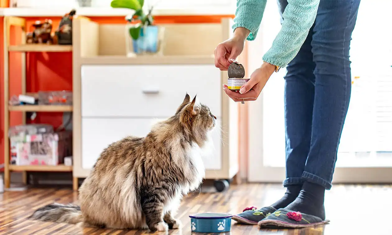 A woman is feeding a cat a can of cat food.