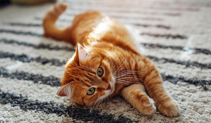 The Science Behind Cat Colors and Genetics