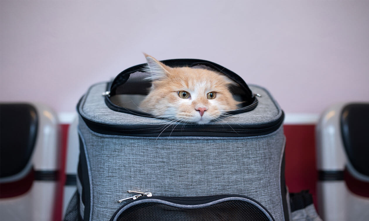 A cat sitting inside of a gray suitcase.