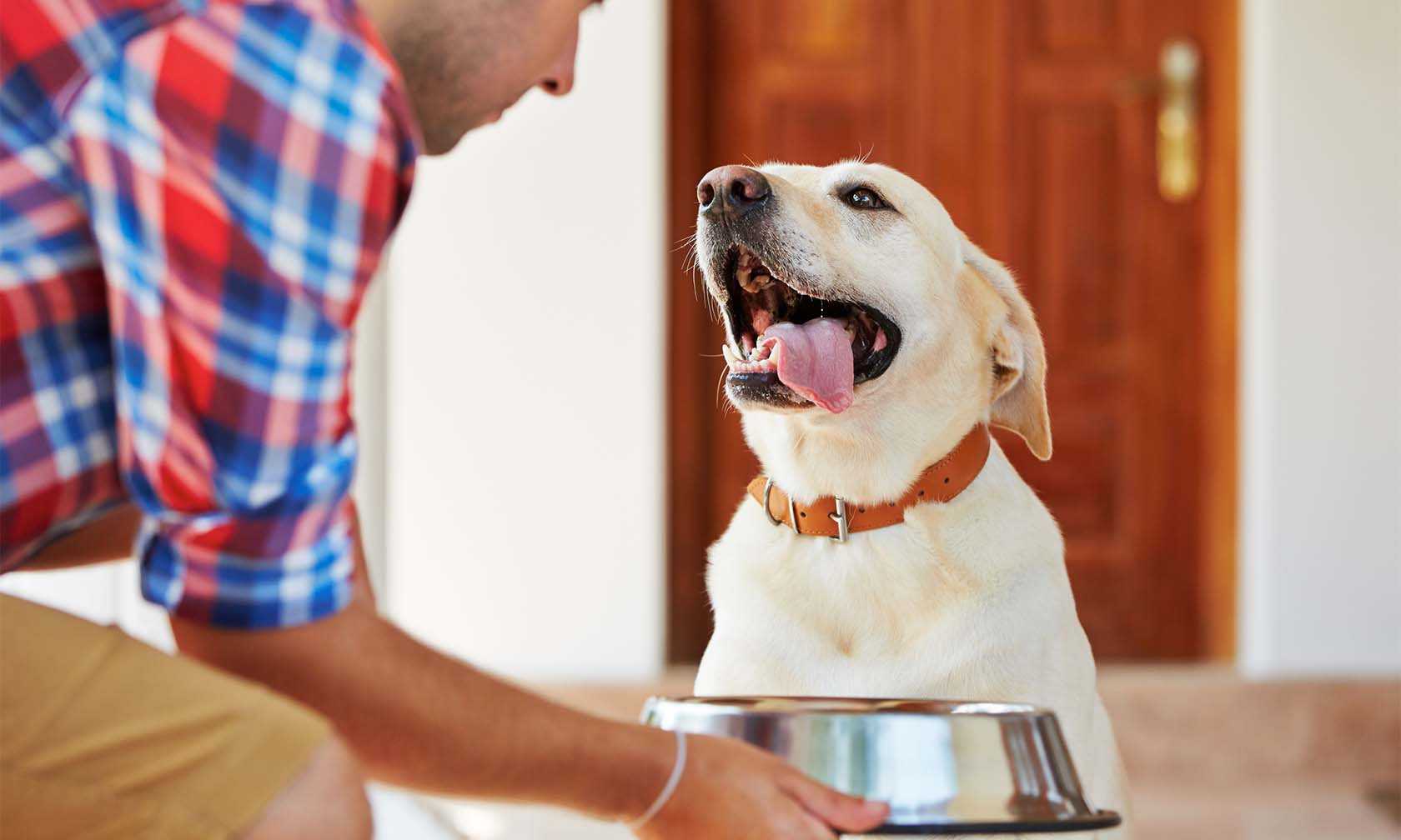 Man feeding his dog.