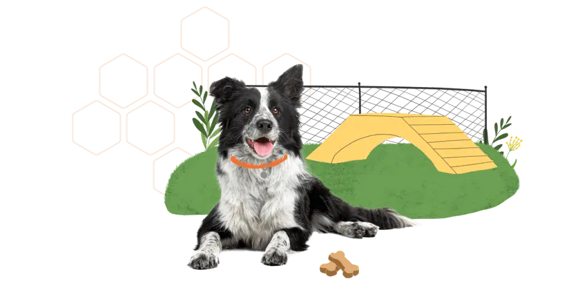 Core Vaccines Are the Foundation to Your Dog’s Health
