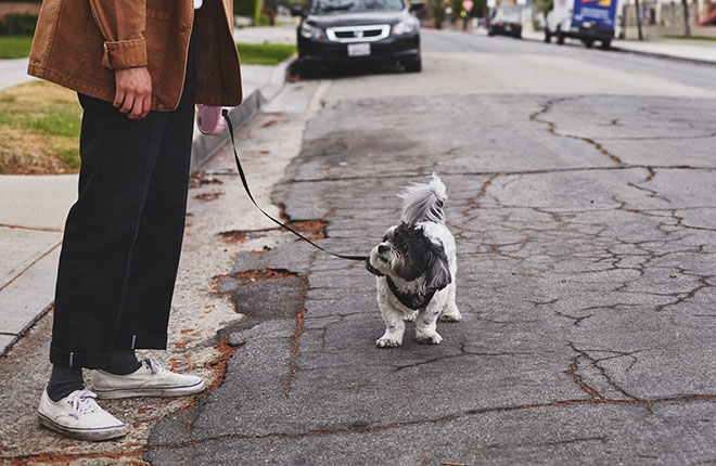 Walking dog down street