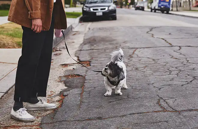 Walking dog down street