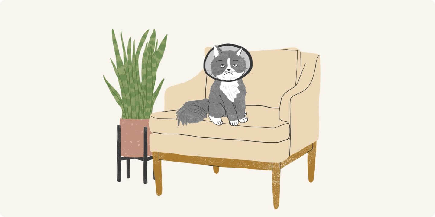 Cat on the Couch with a E-collar