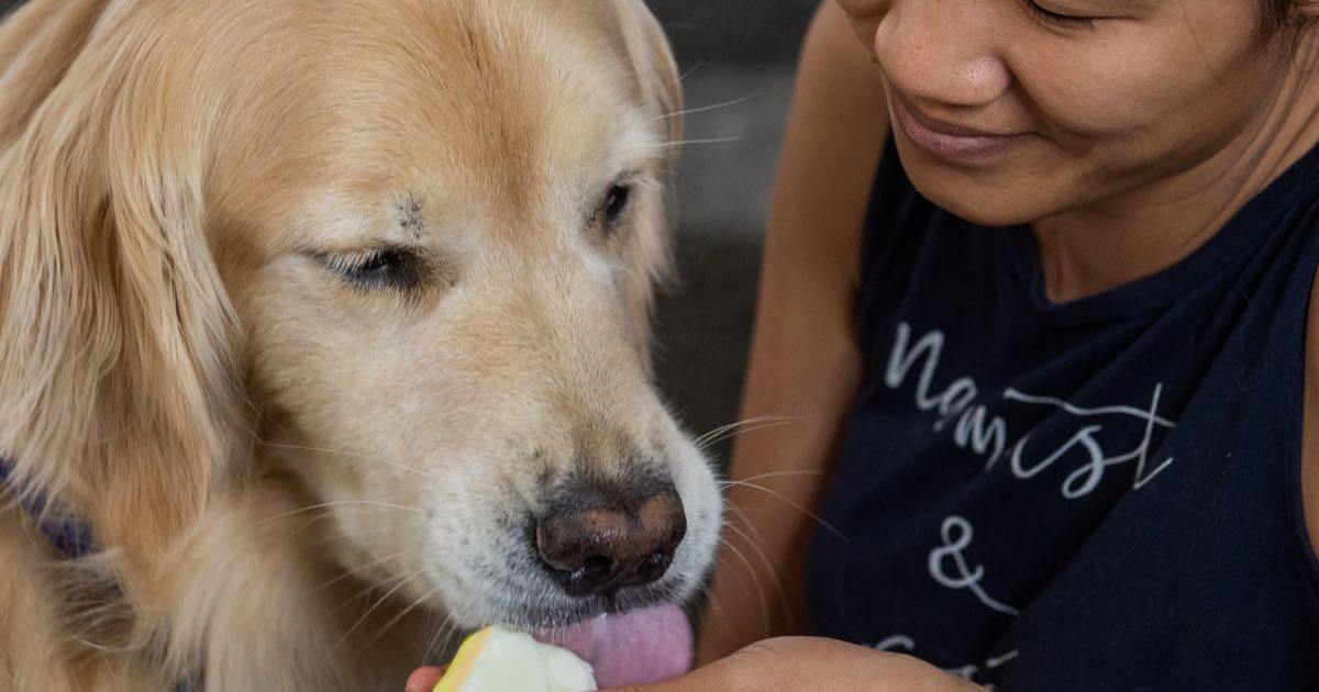 Halloween Dog Treats: Candy Corn Dog Popsicles!