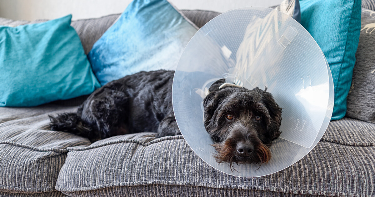 What To Expect After Your Pet Is Spayed Or Neutered | Zoetis Petcare