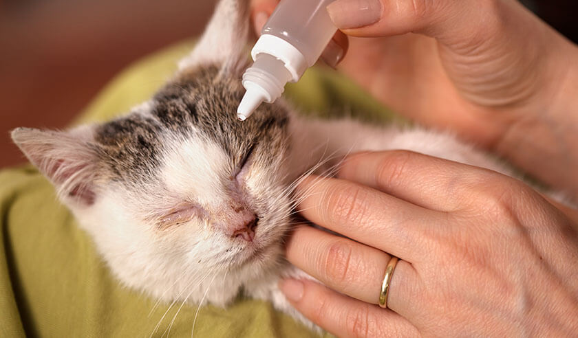 How to Recognize and Treat Cat Conjunctivitis
