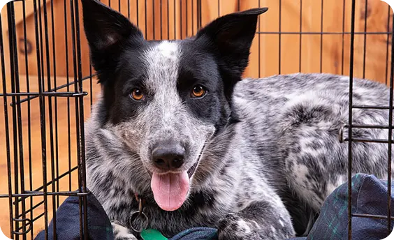 A dog laying in a cage with his tongue out.