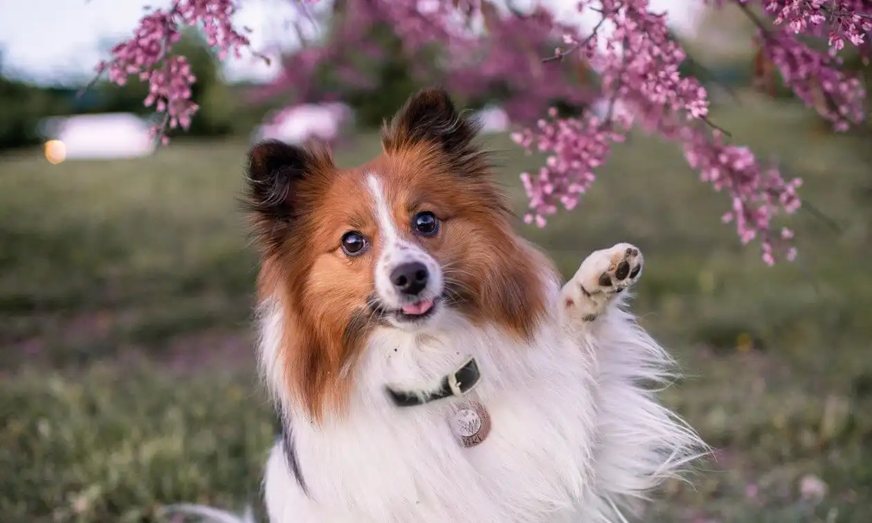 Dog out in nature, giving a wave.
