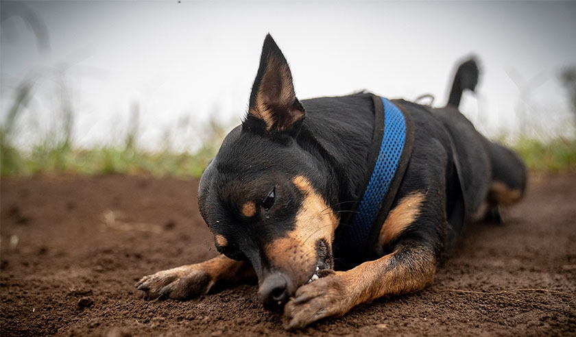 Why Do Dogs Chew and Lick Their Paws?
