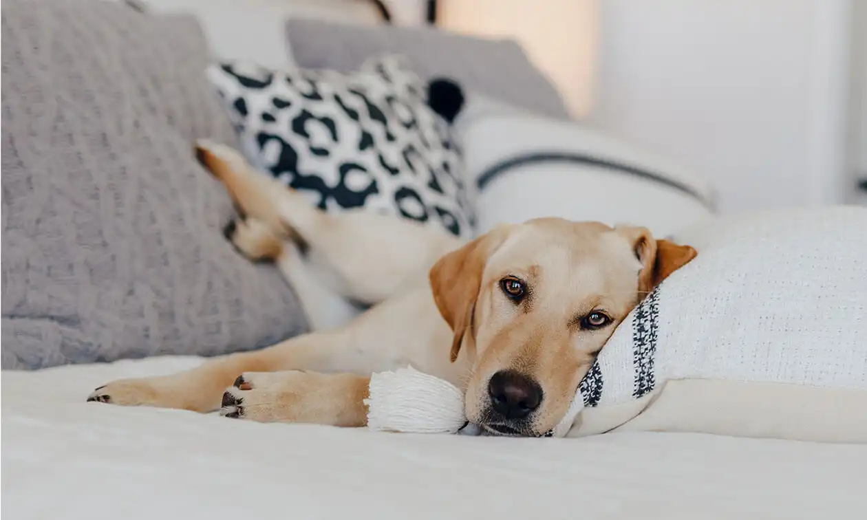 A brown dog laying on top of a bed next to pillows.