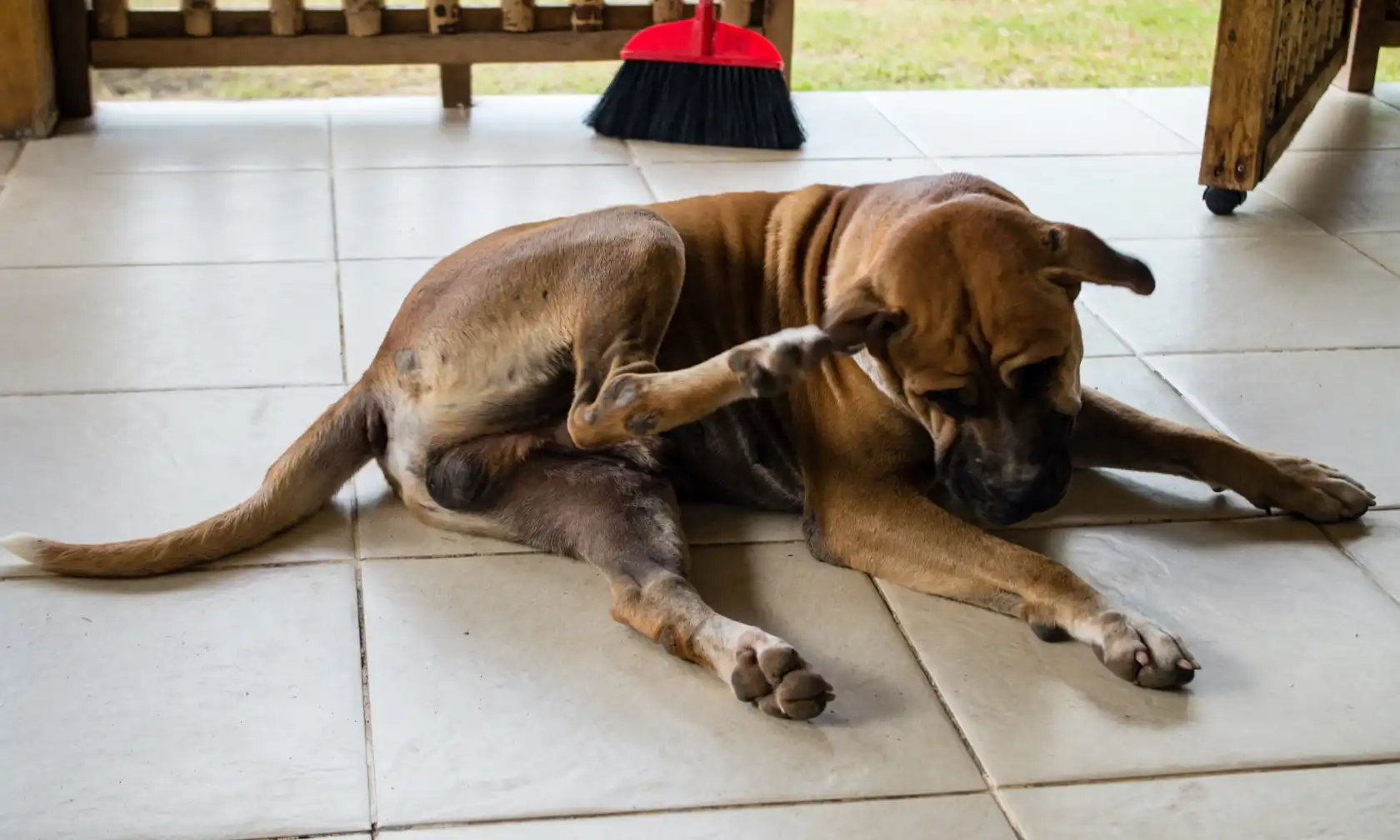 Dog scratching himself