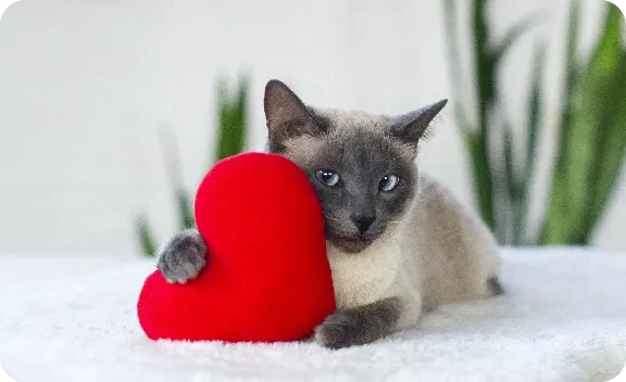 Valentines Day Cat 