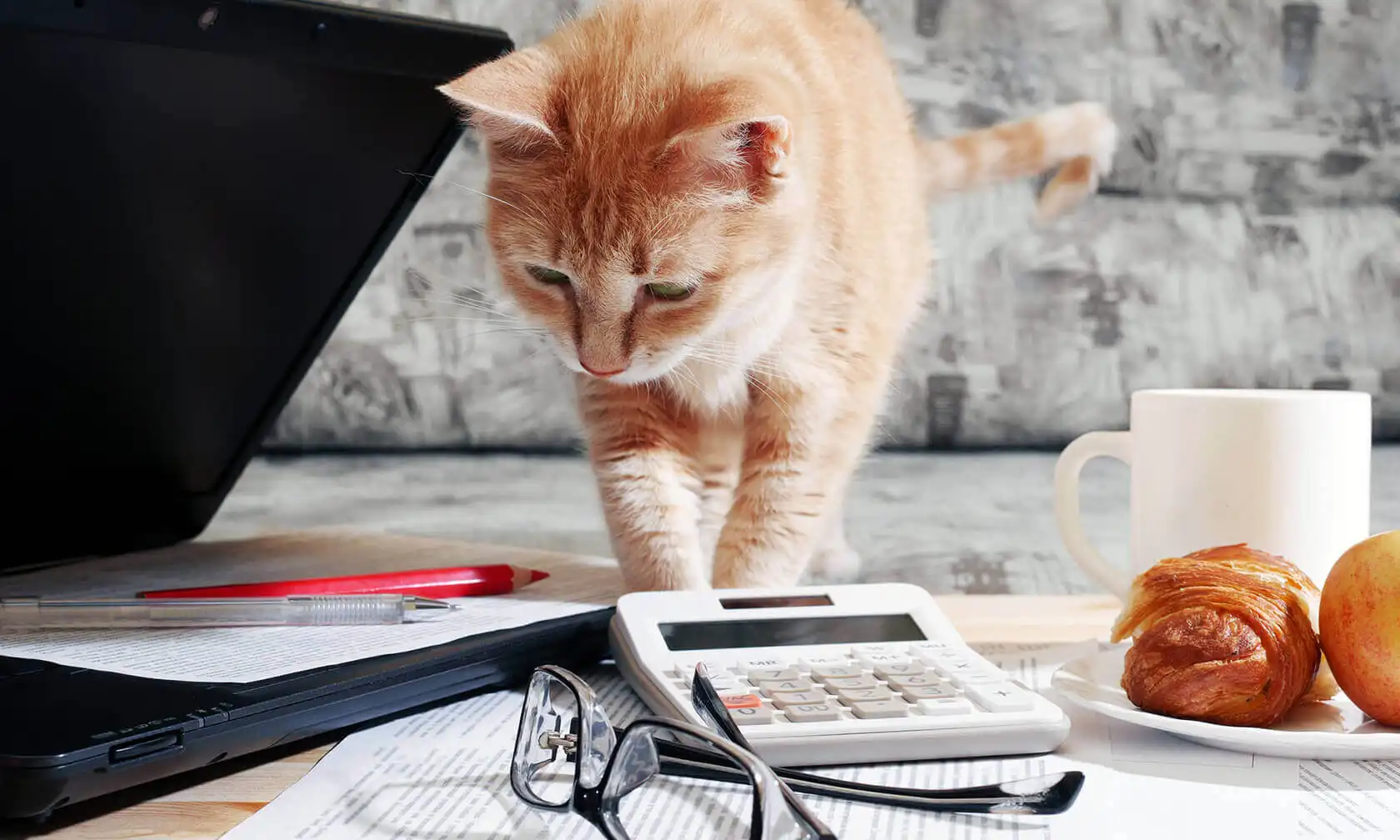 Cat standing near laptop and paperwork.