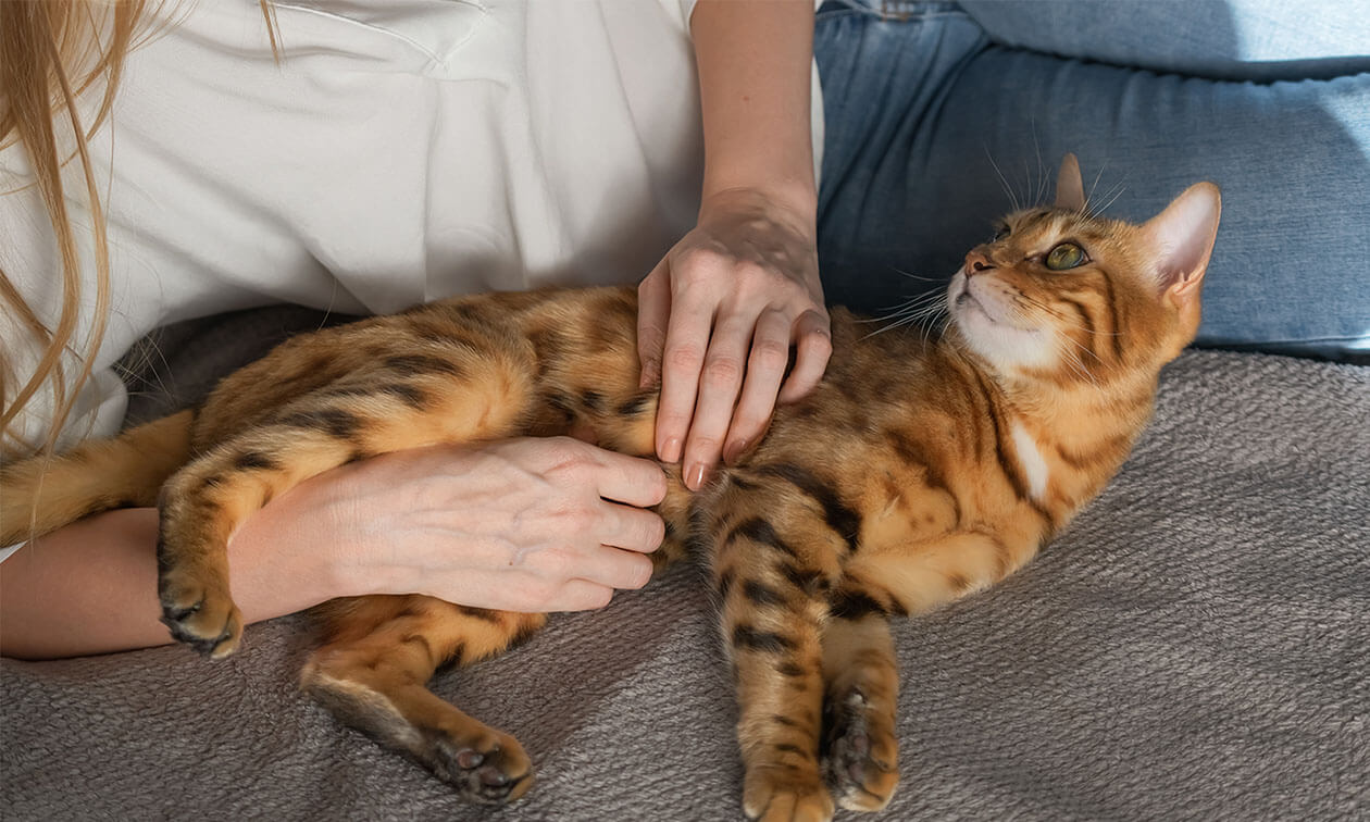 A woman is petting a cat on the couch.