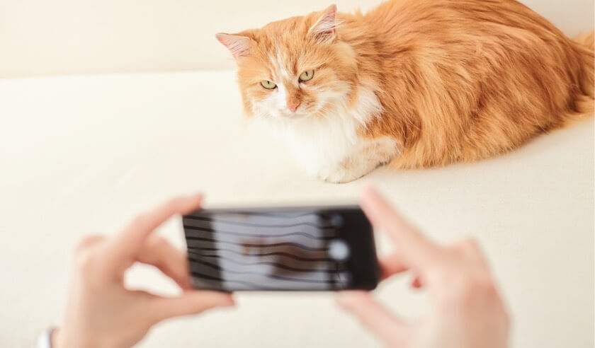 Tips for Taking Videos of Your Cat to Track Their Health