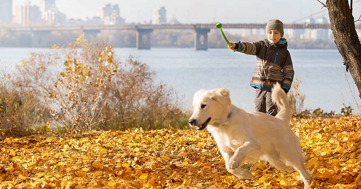 13 Fall Activities to Do With Your Dog