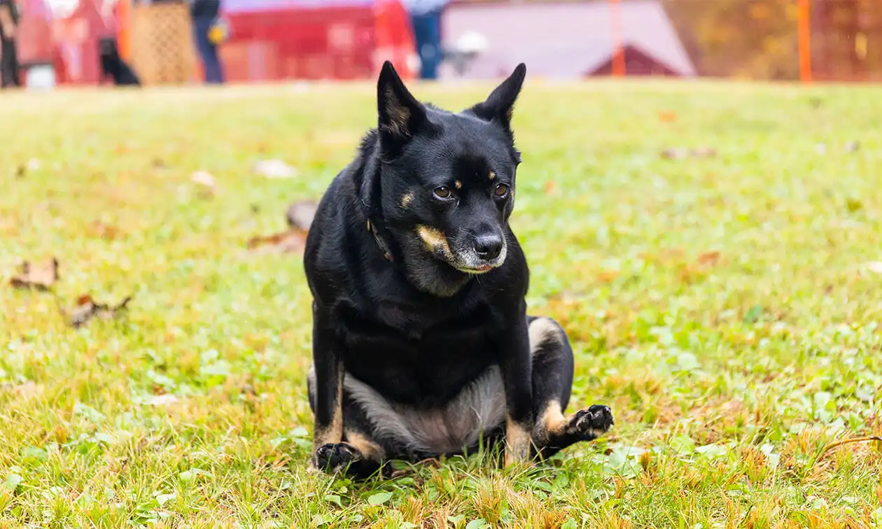 A black dog scooting on grass.