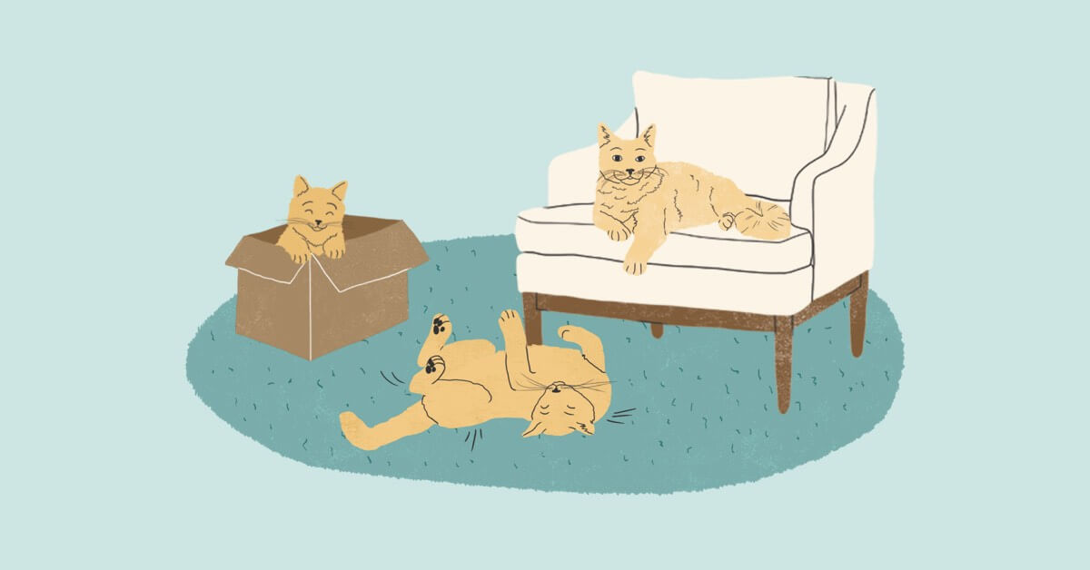 Cat Age Chart Zoetis Petcare