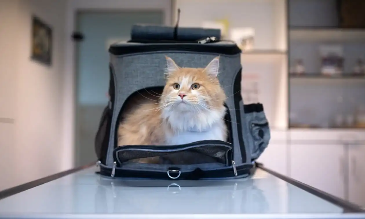 Cat in a carrier on the counter.