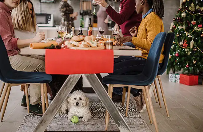 Group of people having dinner with dog under the table.