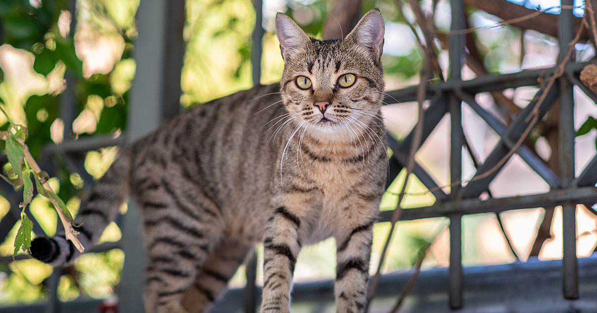 Catios: Safe Outdoor Exploration for Cats | Zoetis Petcare