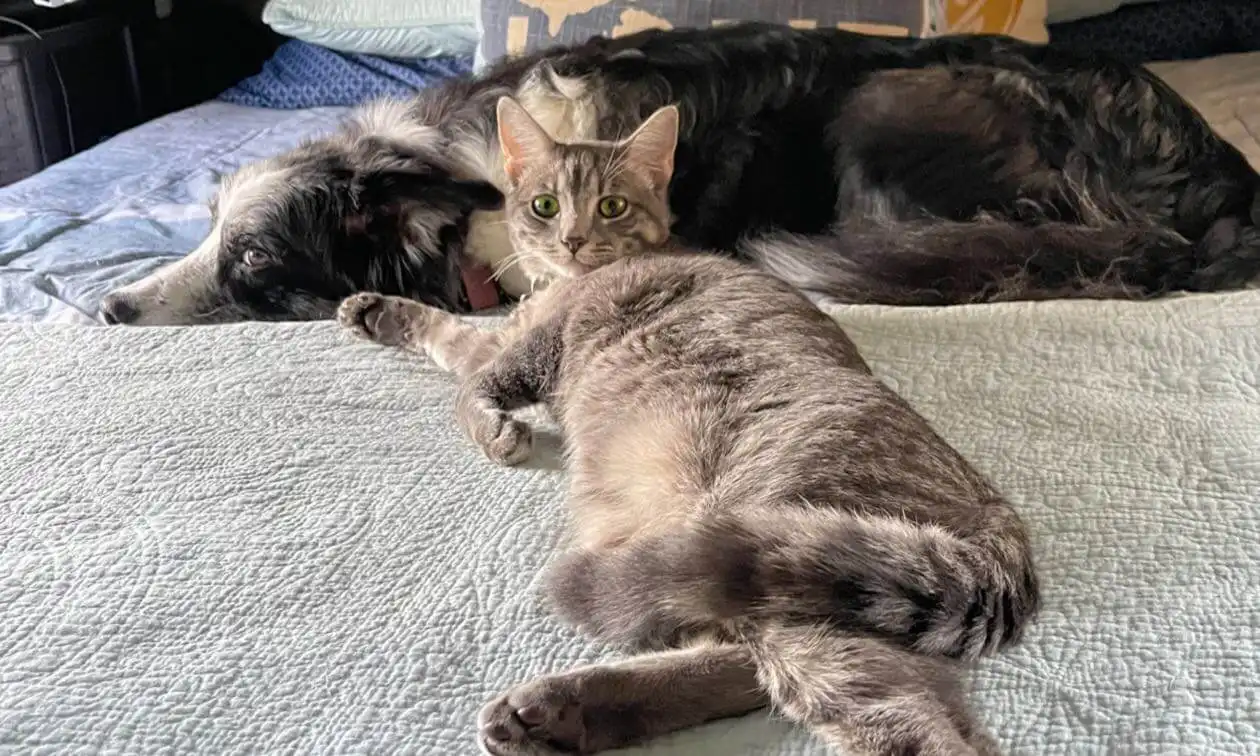 A cat and a dog laying on a bed.