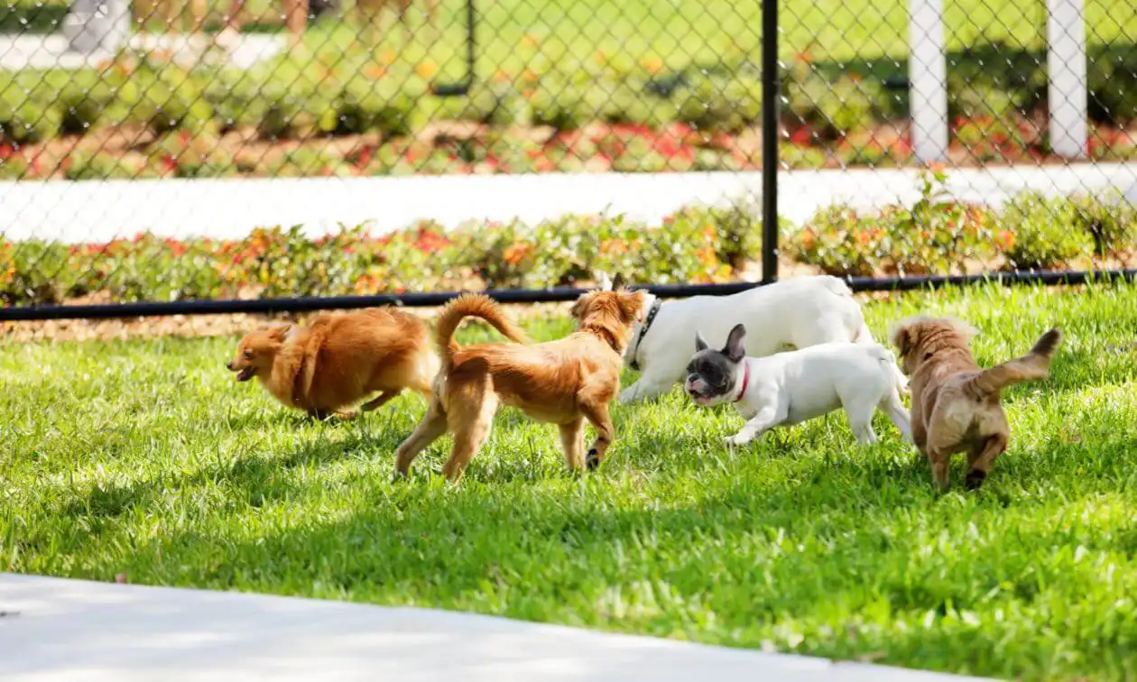 A group of dogs playing in the grass.