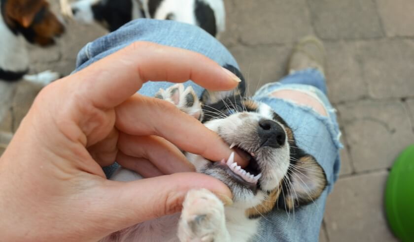 All About Puppy Teeth